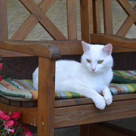 Kiblerhof Apartment Russbach am Pass Gschuett