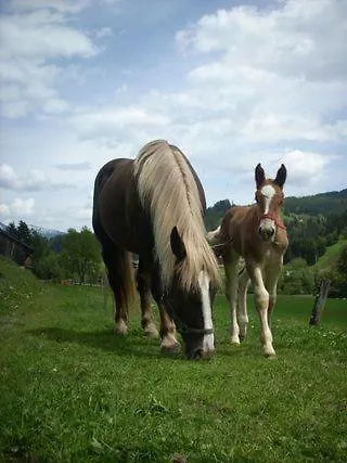 Kiblerhof *